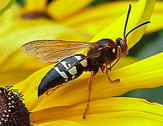 cicada killer wasp graphic